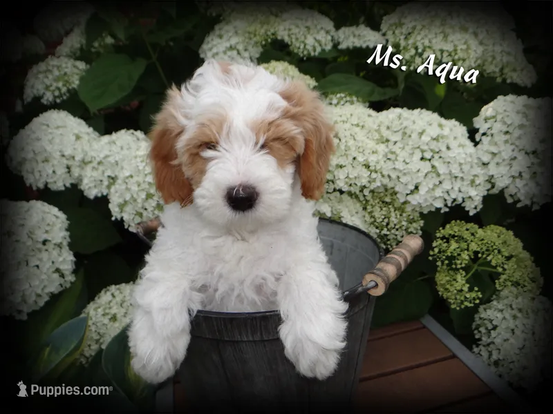 Ms. Aqua - F1b Petite English Goldendoodle – English Goldendoodle puppy for sale in Sioux Center, IA
