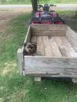Max jr., a male Yorkshire Terrier for sale in Waynesboro, TN – 3 of 10