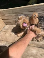 Sweet Pea, a male Yorkshire Terrier for sale in Waynesboro, TN – 2 of 4