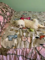 Bam Bam, a male Bichon Frise for sale in Waynesboro, TN – 10 of 10