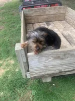 Max jr., a male Yorkshire Terrier for sale in Waynesboro, TN – 6 of 10