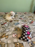 Lulu, a female Bichon Frise for sale in Waynesboro, TN – 2 of 10