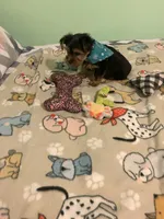 Joey , a male Yorkshire Terrier for sale in Waynesboro, TN – Photo 3 of 7