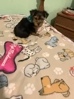 Joey , a male Yorkshire Terrier for sale in Waynesboro, TN – Photo 6 of 7