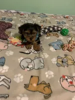 Joey , a male Yorkshire Terrier for sale in Waynesboro, TN – Photo 4 of 7