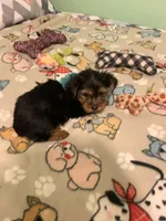 Joey , a male Yorkshire Terrier for sale in Waynesboro, TN – Photo 7 of 7