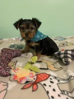 Joey , a male Yorkshire Terrier for sale in Waynesboro, TN – Photo 5 of 7