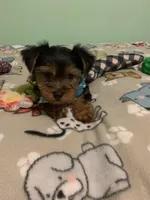 Joey , a male Yorkshire Terrier for sale in Waynesboro, TN – Photo 2 of 7