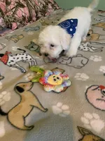 Bam Bam jr., a male Bichon Frise for sale in Waynesboro, TN – 3 of 10