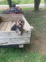 Max jr., a male Yorkshire Terrier for sale in Waynesboro, TN – 2 of 10