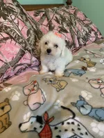 Lulu, a female Bichon Frise for sale in Waynesboro, TN – 8 of 10