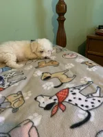 Bam Bam jr., a male Bichon Frise for sale in Waynesboro, TN – 6 of 10