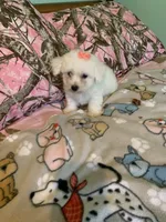 Lulu, a female Bichon Frise for sale in Waynesboro, TN – 6 of 10