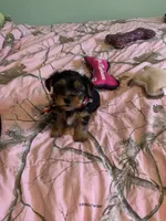 Mr.Little Lightning , a male Yorkshire Terrier for sale in Waynesboro, TN – Photo 10 of 10