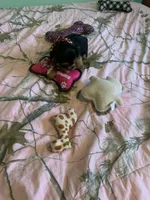 Mr.Little Lightning , a male Yorkshire Terrier for sale in Waynesboro, TN – Photo 2 of 10