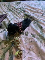 Mr.Little Lightning , a male Yorkshire Terrier for sale in Waynesboro, TN – Photo 6 of 10