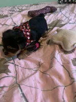 Mr.Little Lightning , a male Yorkshire Terrier for sale in Waynesboro, TN – Photo 1 of 10