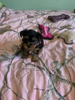 Mr.Little Lightning , a male Yorkshire Terrier for sale in Waynesboro, TN – Photo 5 of 10
