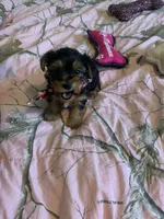 Mr.Little Lightning , a male Yorkshire Terrier for sale in Waynesboro, TN – Photo 9 of 10