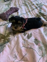 Mr.Little Lightning , a male Yorkshire Terrier for sale in Waynesboro, TN – Photo 4 of 10