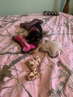 Mr.Little Lightning , a male Yorkshire Terrier for sale in Waynesboro, TN – Photo 8 of 10