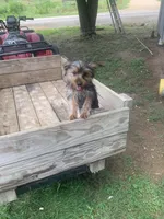 Max jr., a male Yorkshire Terrier for sale in Waynesboro, TN – 10 of 10