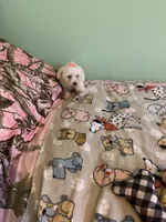 Lulu, a female Bichon Frise for sale in Waynesboro, TN – 4 of 10