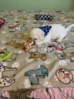 Bam Bam jr., a male Bichon Frise for sale in Waynesboro, TN – 2 of 10