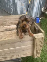 Max jr., a male Yorkshire Terrier for sale in Waynesboro, TN – 5 of 10