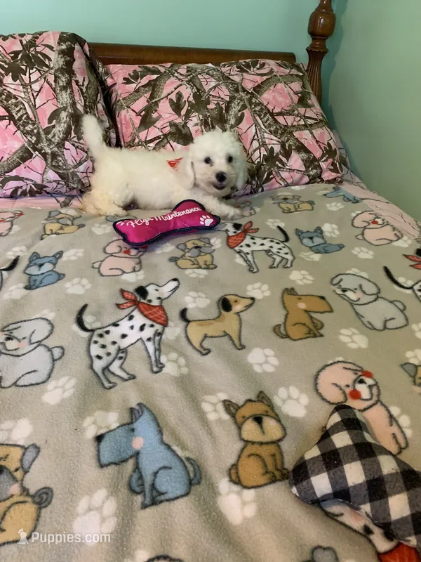Bam Bam – Bichon Frise puppy for sale in Waynesboro, TN