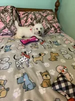 Bam Bam, a male Bichon Frise for sale in Waynesboro, TN – 1 of 10