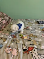 Bam Bam jr., a male Bichon Frise for sale in Waynesboro, TN – 10 of 10