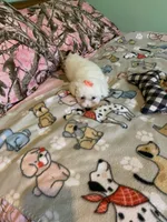 Lulu, a female Bichon Frise for sale in Waynesboro, TN – 10 of 10
