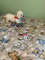 Bam Bam, a male Bichon Frise for sale in Waynesboro, TN – 4 of 10