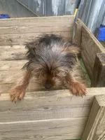 Max jr., a male Yorkshire Terrier for sale in Waynesboro, TN – 9 of 10