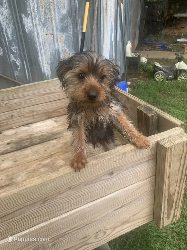 Max jr. – Yorkshire Terrier puppy for sale in Waynesboro, TN