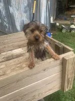 Max jr., a male Yorkshire Terrier for sale in Waynesboro, TN – 7 of 10