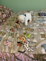 Bam Bam jr., a male Bichon Frise for sale in Waynesboro, TN – 4 of 10