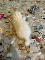 Bam Bam, a male Bichon Frise for sale in Waynesboro, TN – 8 of 10
