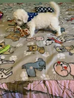 Bam Bam jr., a male Bichon Frise for sale in Waynesboro, TN – 7 of 10