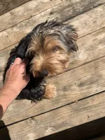 Sweet Pea, a male Yorkshire Terrier for sale in Waynesboro, TN – 3 of 4