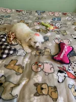 Lulu, a female Bichon Frise for sale in Waynesboro, TN – 9 of 10