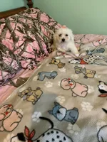 Lulu, a female Bichon Frise for sale in Waynesboro, TN – 3 of 10