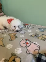 Bam Bam, a male Bichon Frise for sale in Waynesboro, TN – 5 of 10