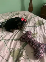 Little Girl jr., a female Yorkshire Terrier for sale in Waynesboro, TN – Photo 4 of 6