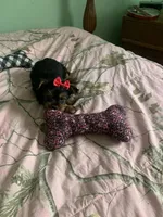 Little Girl jr., a female Yorkshire Terrier for sale in Waynesboro, TN – Photo 6 of 6