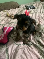 Little Girl jr., a female Yorkshire Terrier for sale in Waynesboro, TN – Photo 5 of 6