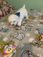 Bam Bam jr., a male Bichon Frise for sale in Waynesboro, TN – 5 of 10