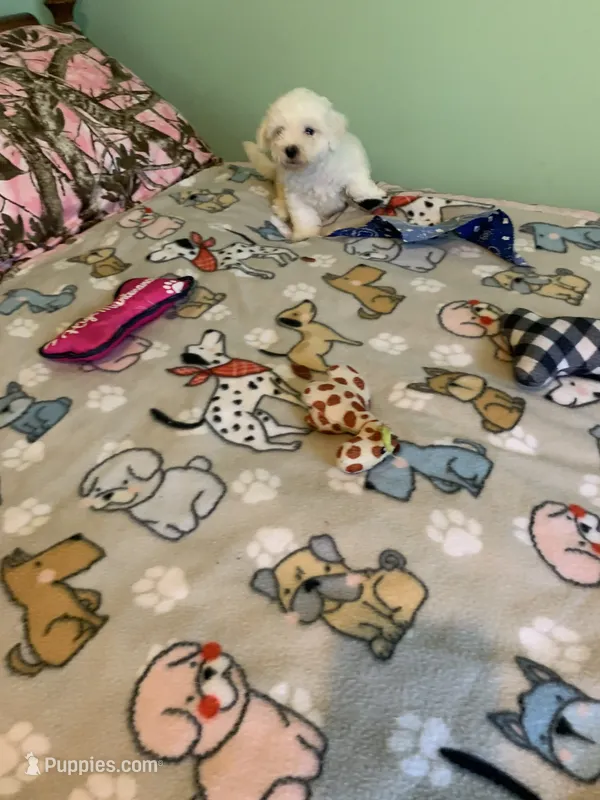 Bam Bam jr. – Bichon Frise puppy for sale in Waynesboro, TN