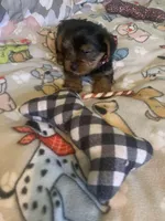 Tiny Tim jr., a male Yorkshire Terrier for sale in Waynesboro, TN – Photo 4 of 9